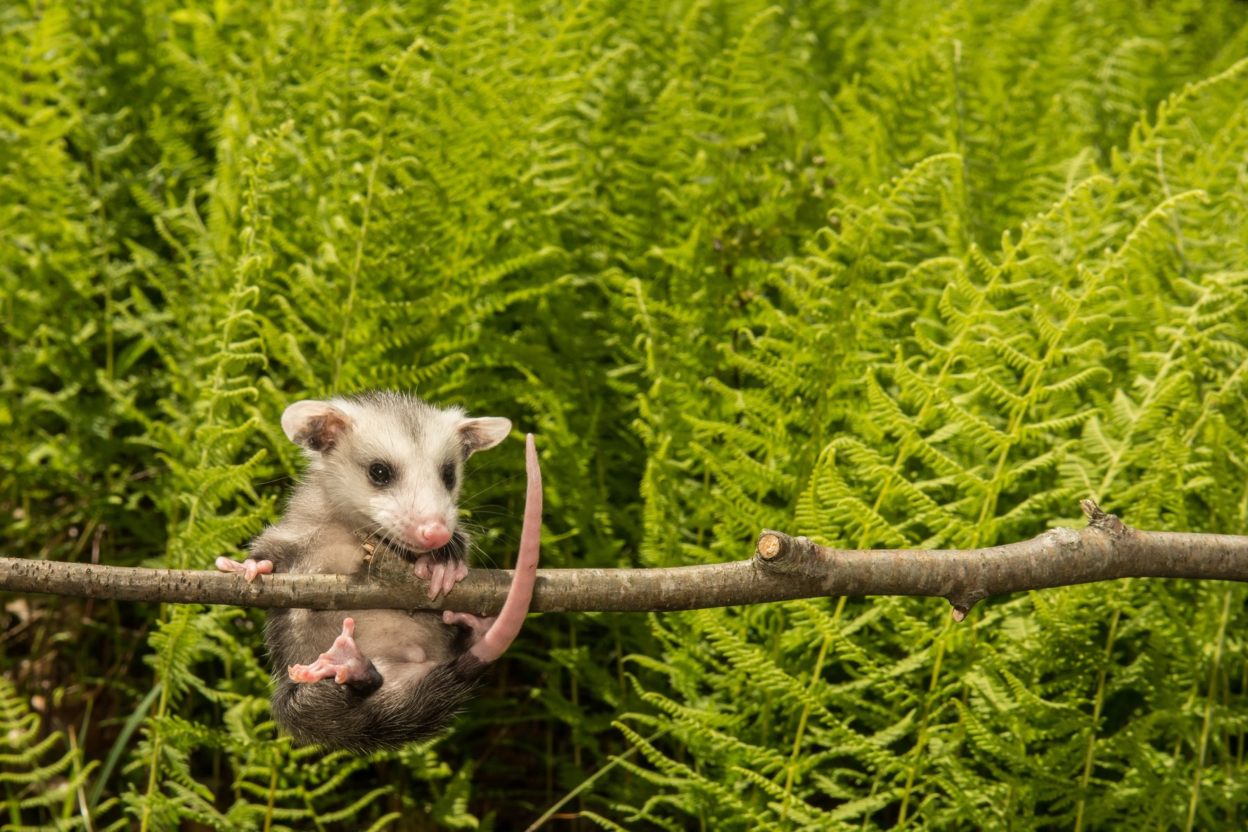 Baby Opossum